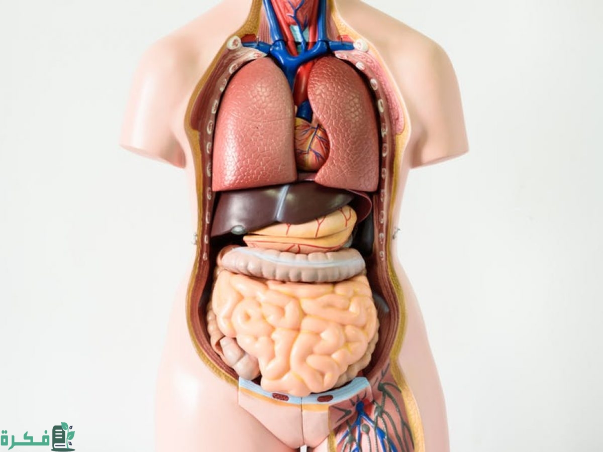 كم يستطيع الانسان العيش بدون اكل وشرب 2 كم يستطيع الانسان العيش بدون اكل وشرب