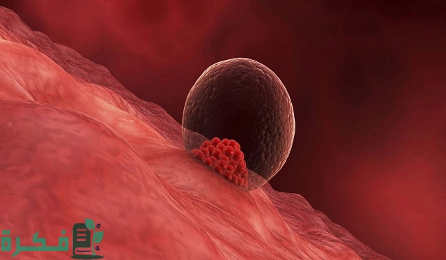 كيف تكون رائحة دم انغراس البويضة؟ كيف تكون رائحة دم انغراس البويضة؟