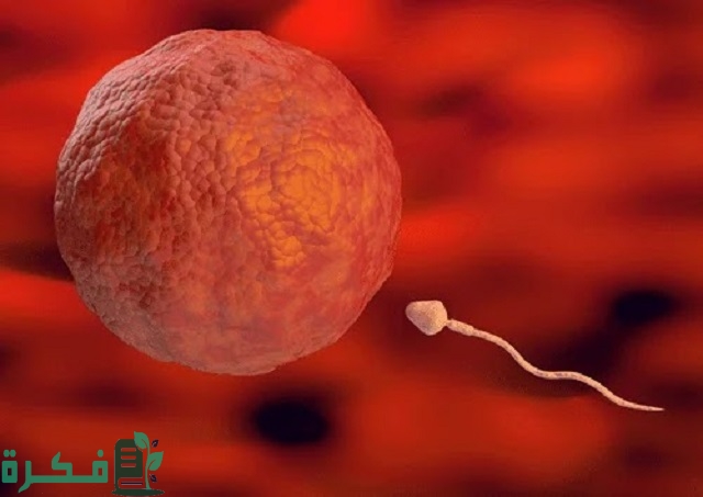 كيف تكون رائحة دم انغراس البويضة؟ كيف تكون رائحة دم انغراس البويضة؟